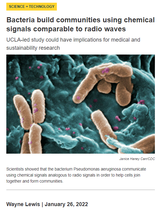 Bacteria build communities using chemical signals comparable to radio waves