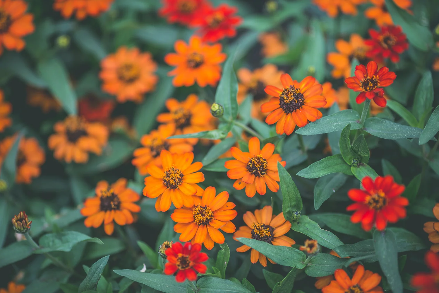 Chautauqua Fire Flowers.jpeg
