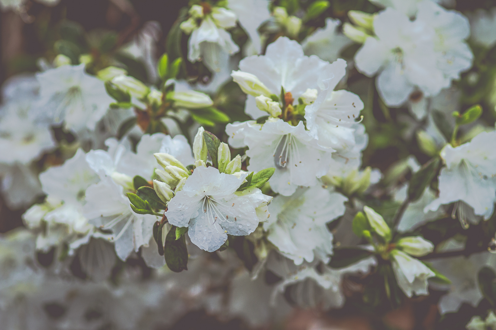 Flower Drops.jpeg