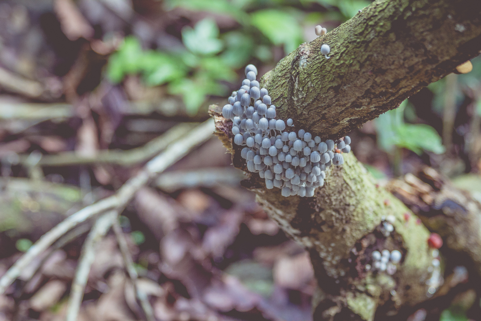 Forest Floor.jpeg