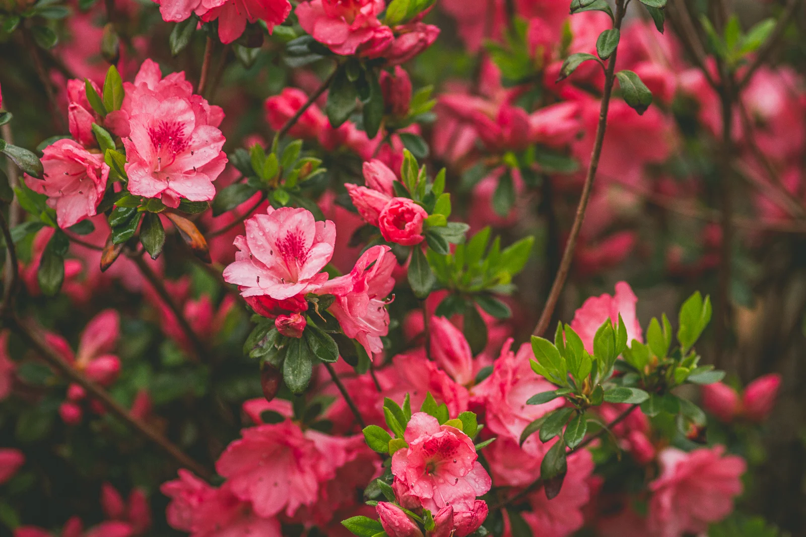 New York Flowers.jpeg