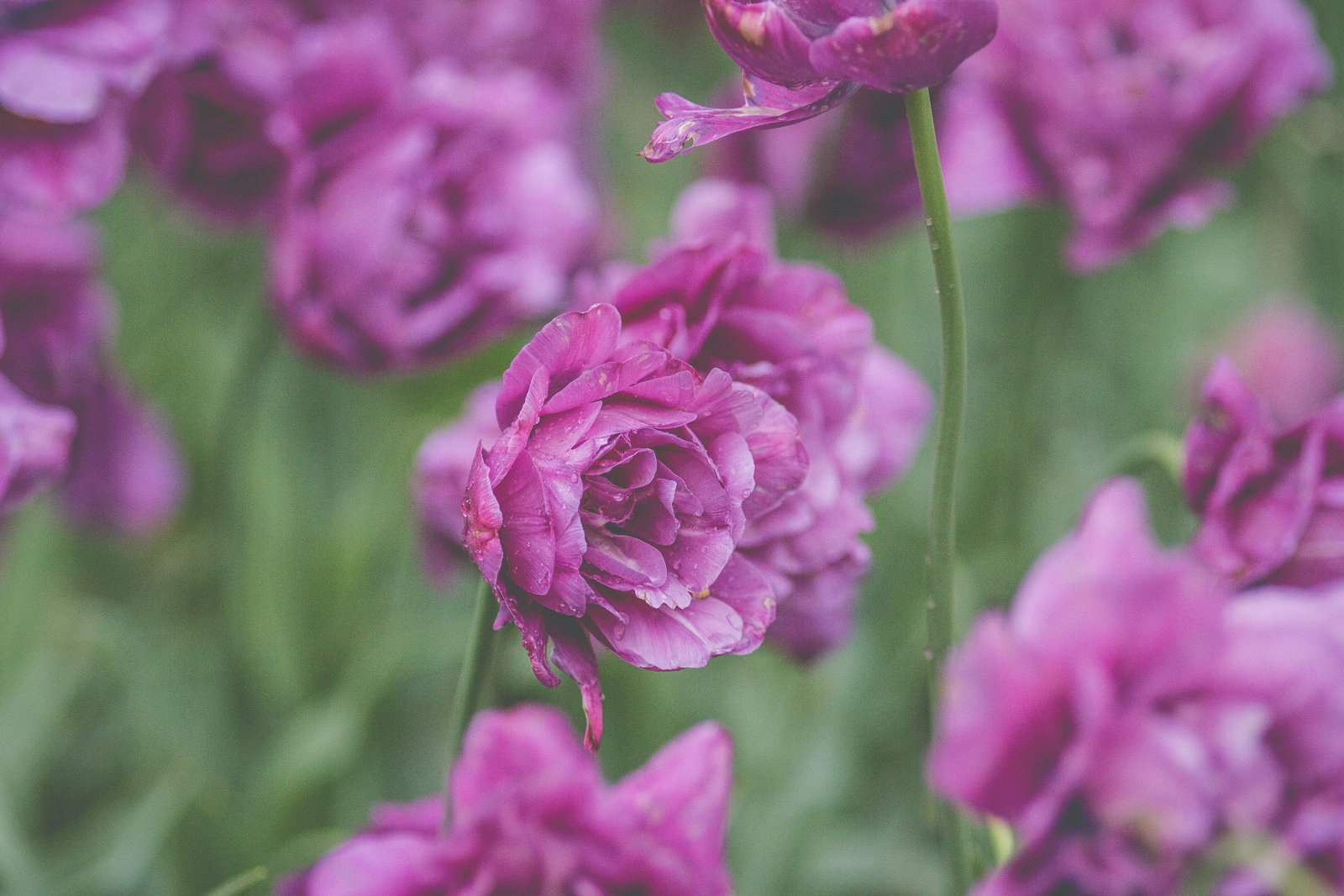 Purple.jpeg