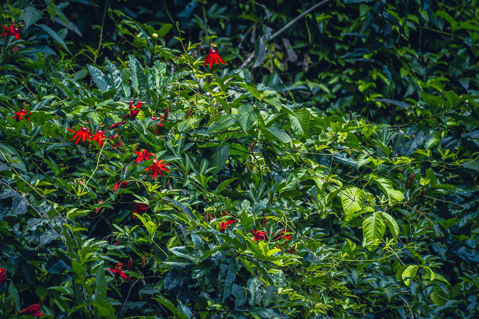 Rainforest Flora.jpeg