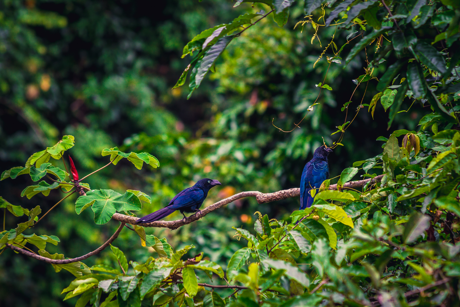Amazon Birds.jpeg