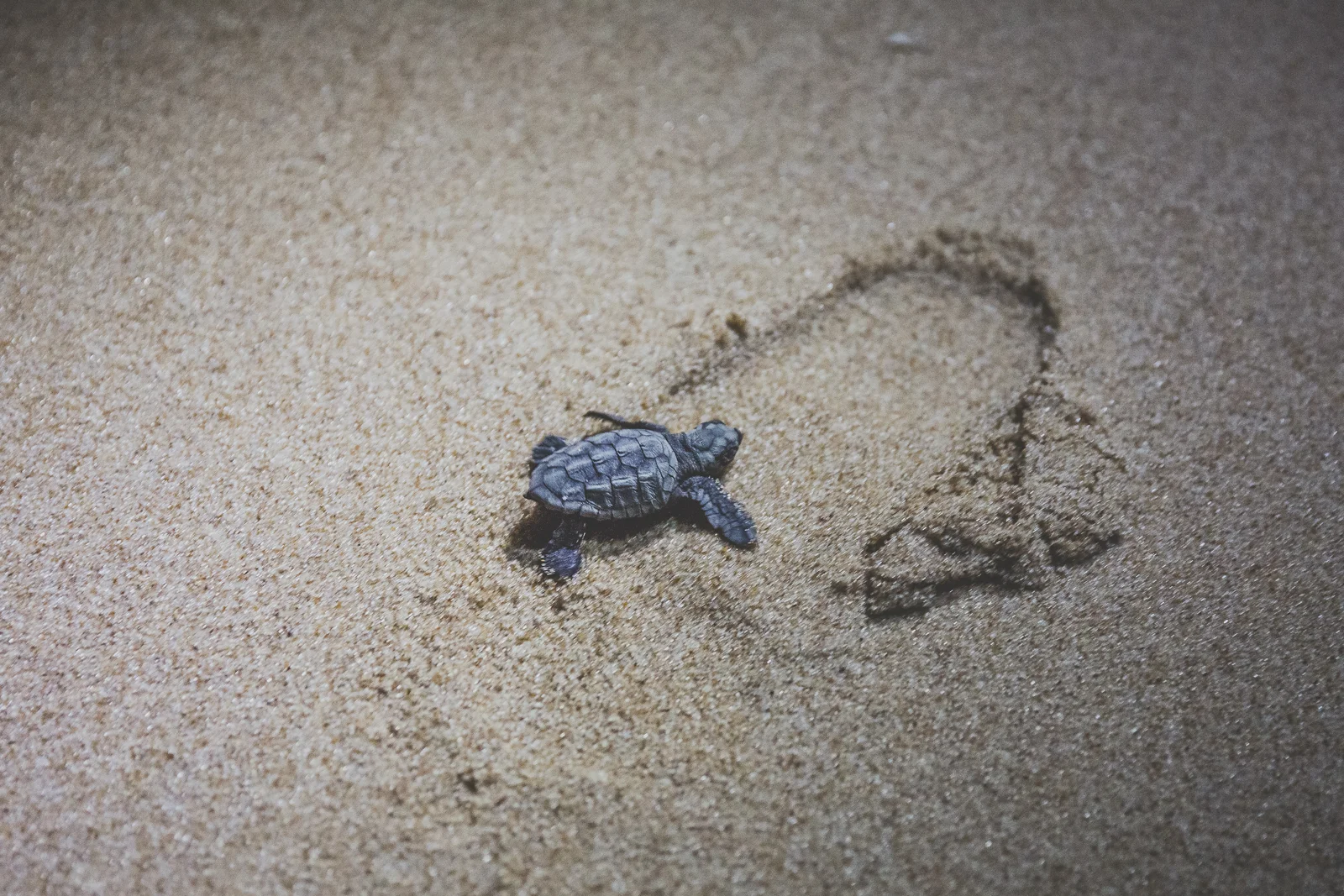 Baby Sea Turtle.jpeg