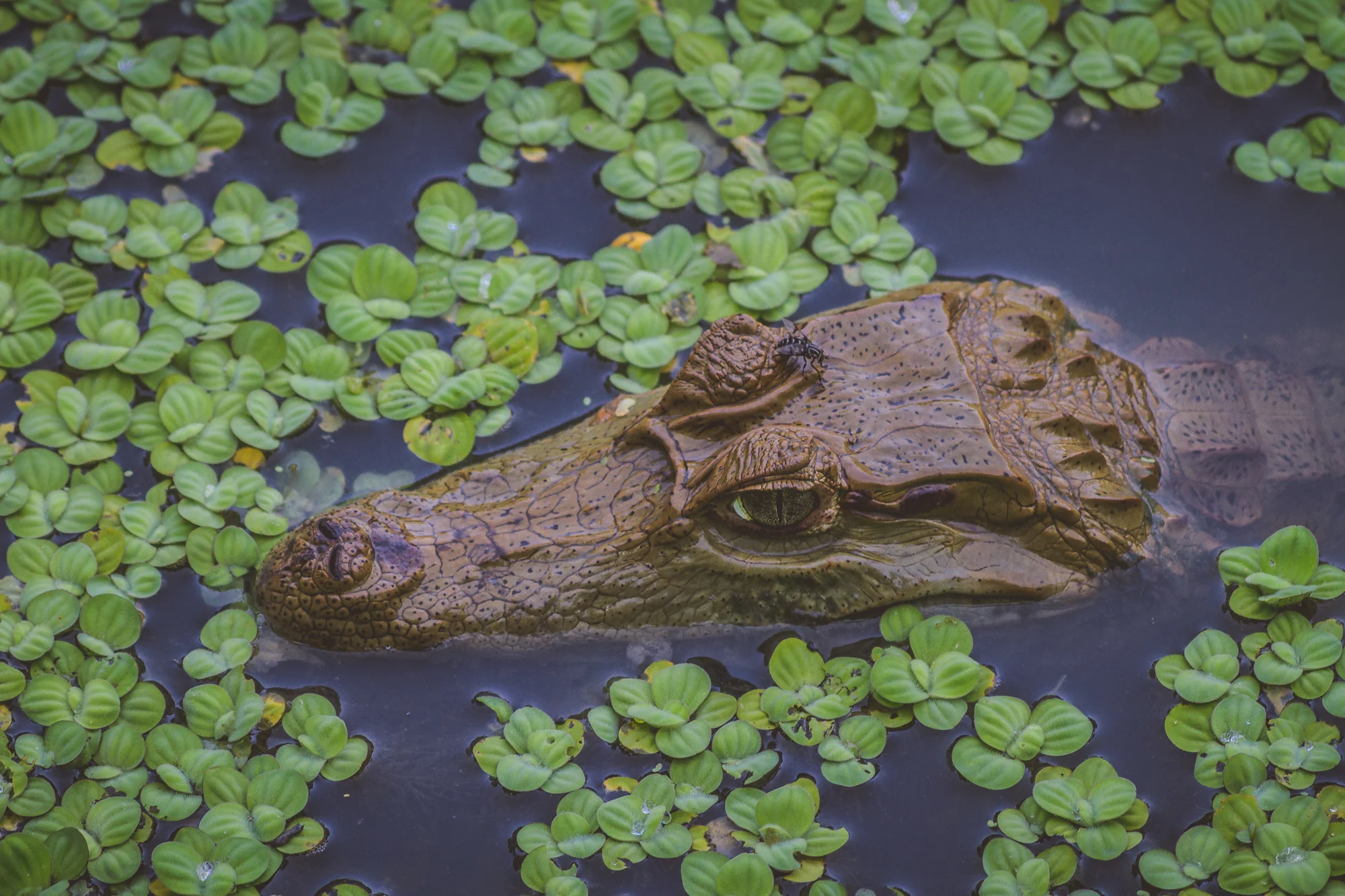 Caiman.jpeg