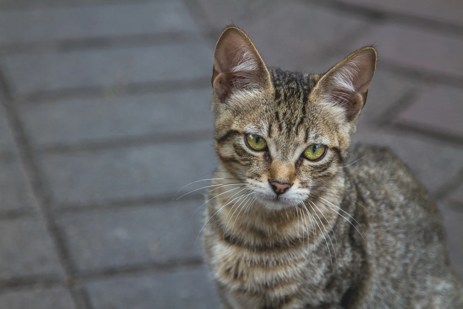 El Gato de Lima.jpeg