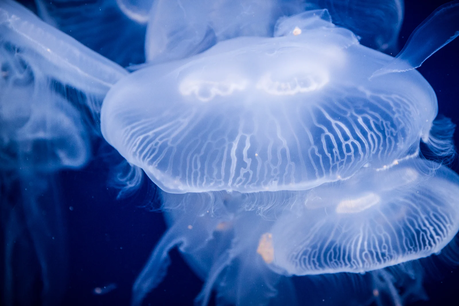 Jellies.jpeg