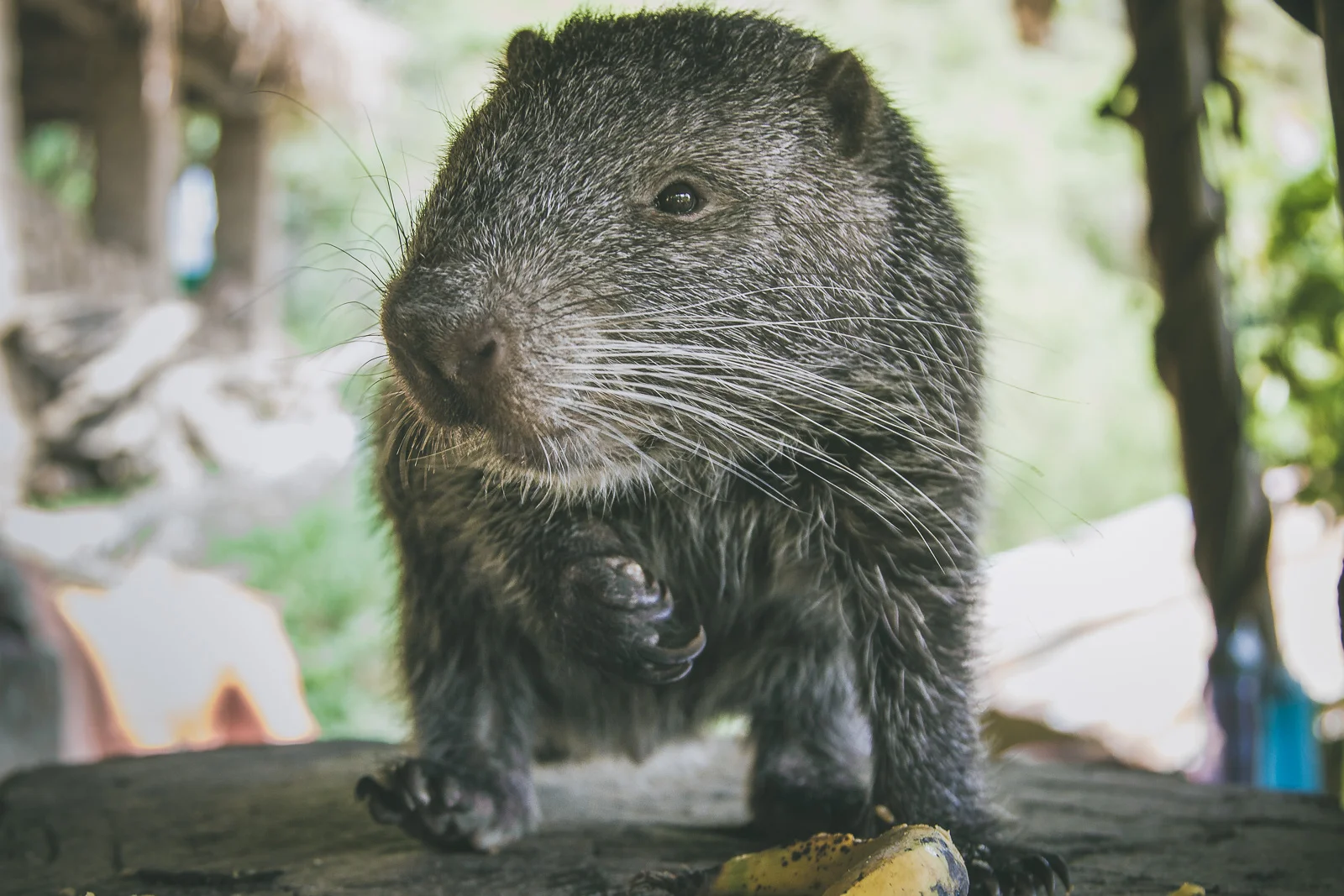 Jungle %22Rodents%22.jpeg
