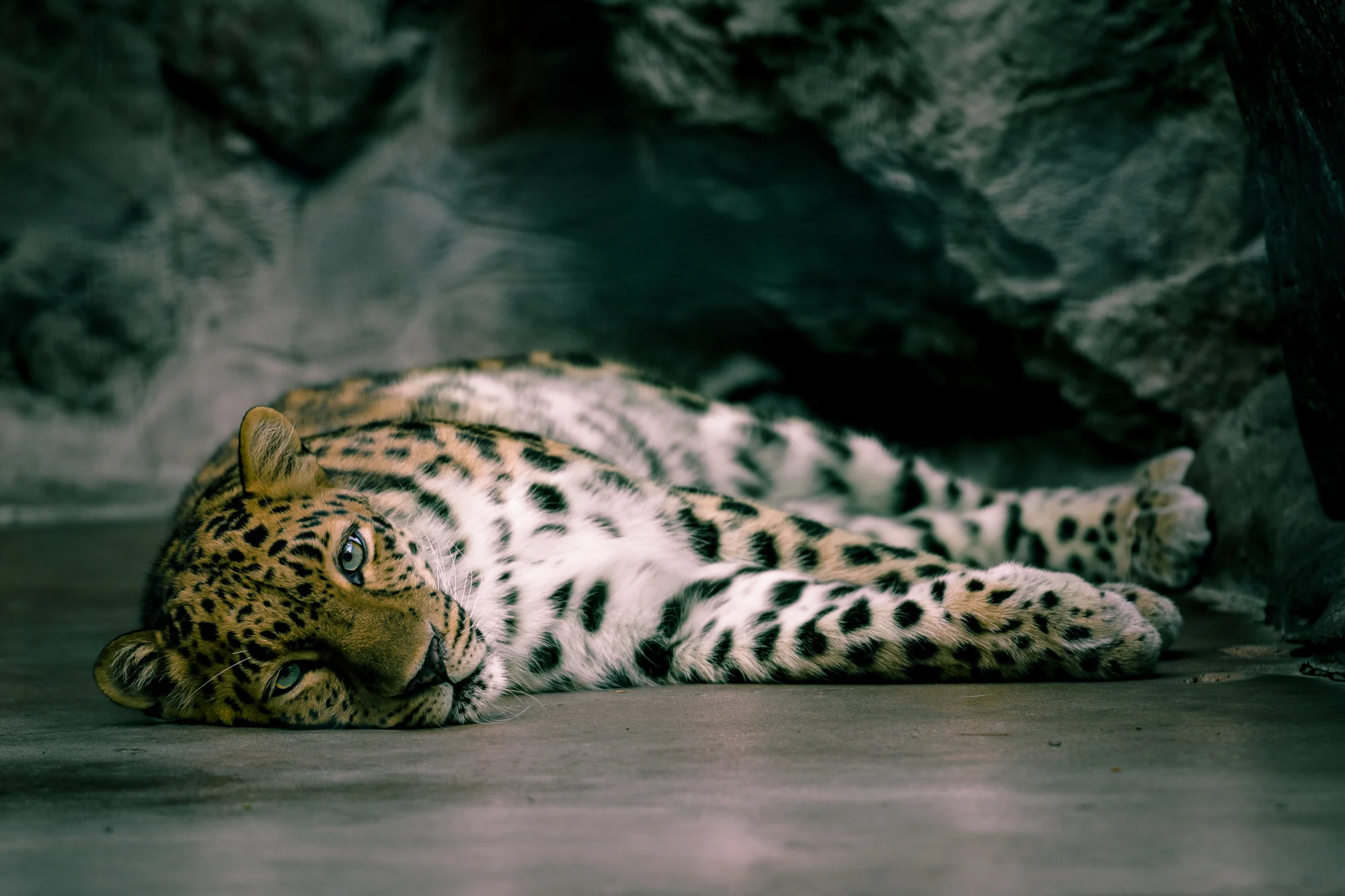 Leopard Gaze.jpeg