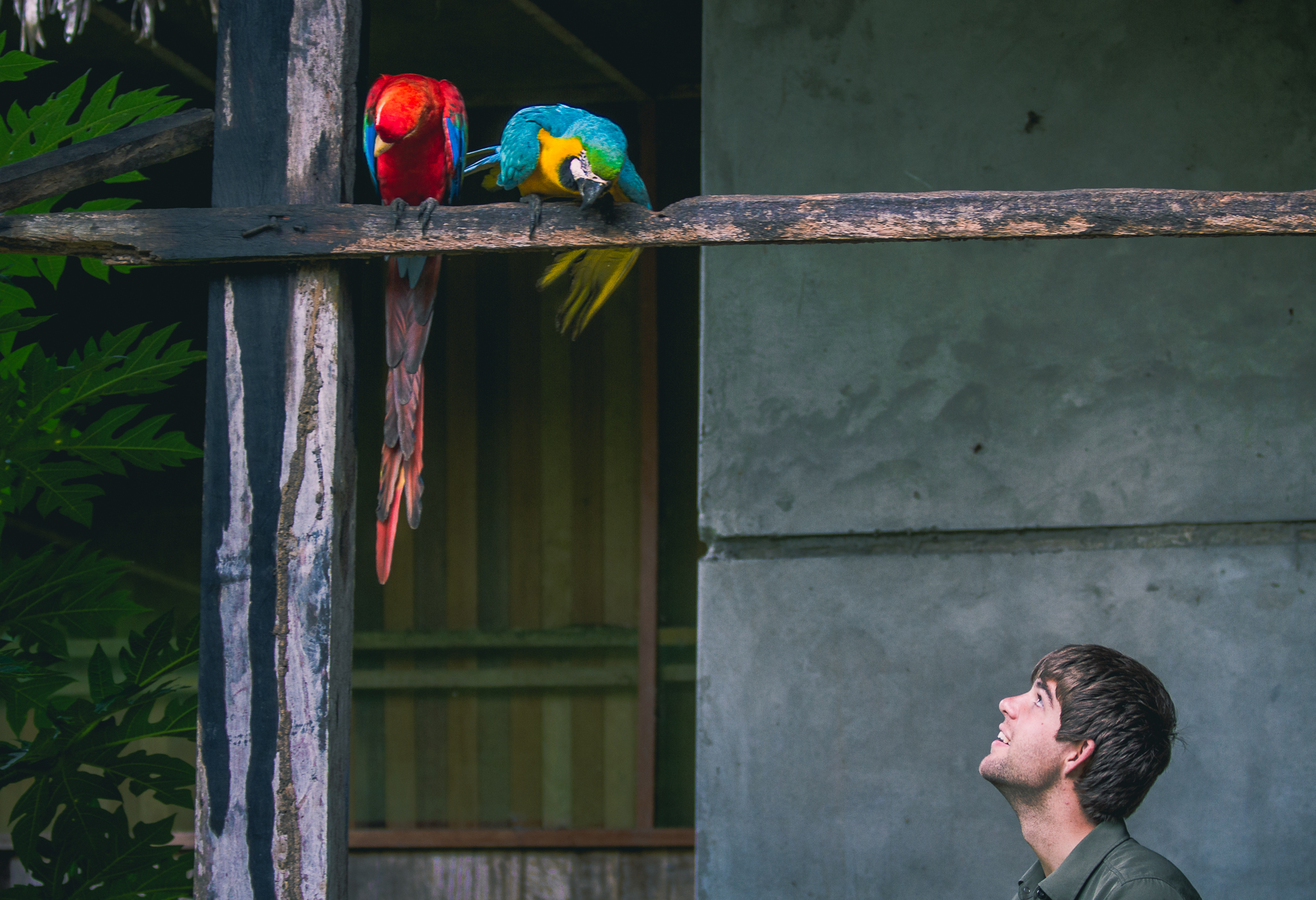 Macaw Perch.jpeg
