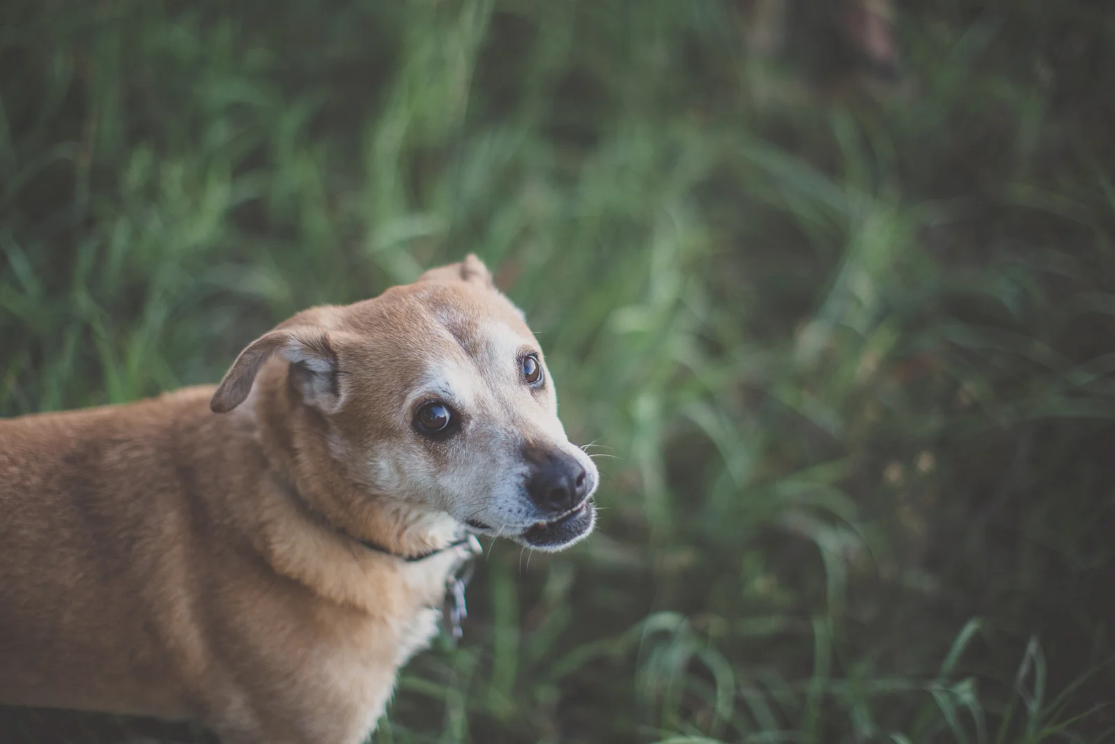 Majestic Dog.jpeg