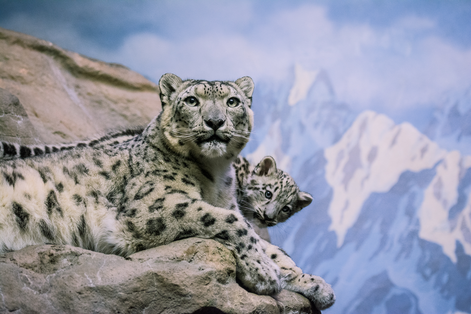 Mama and Cub.jpeg