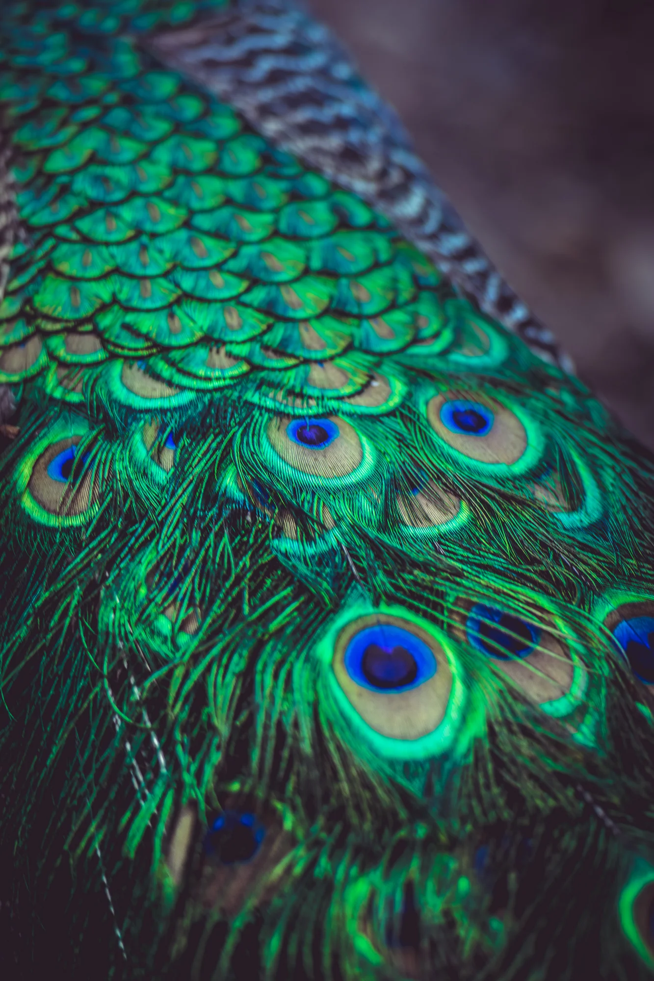 Peacock.jpeg