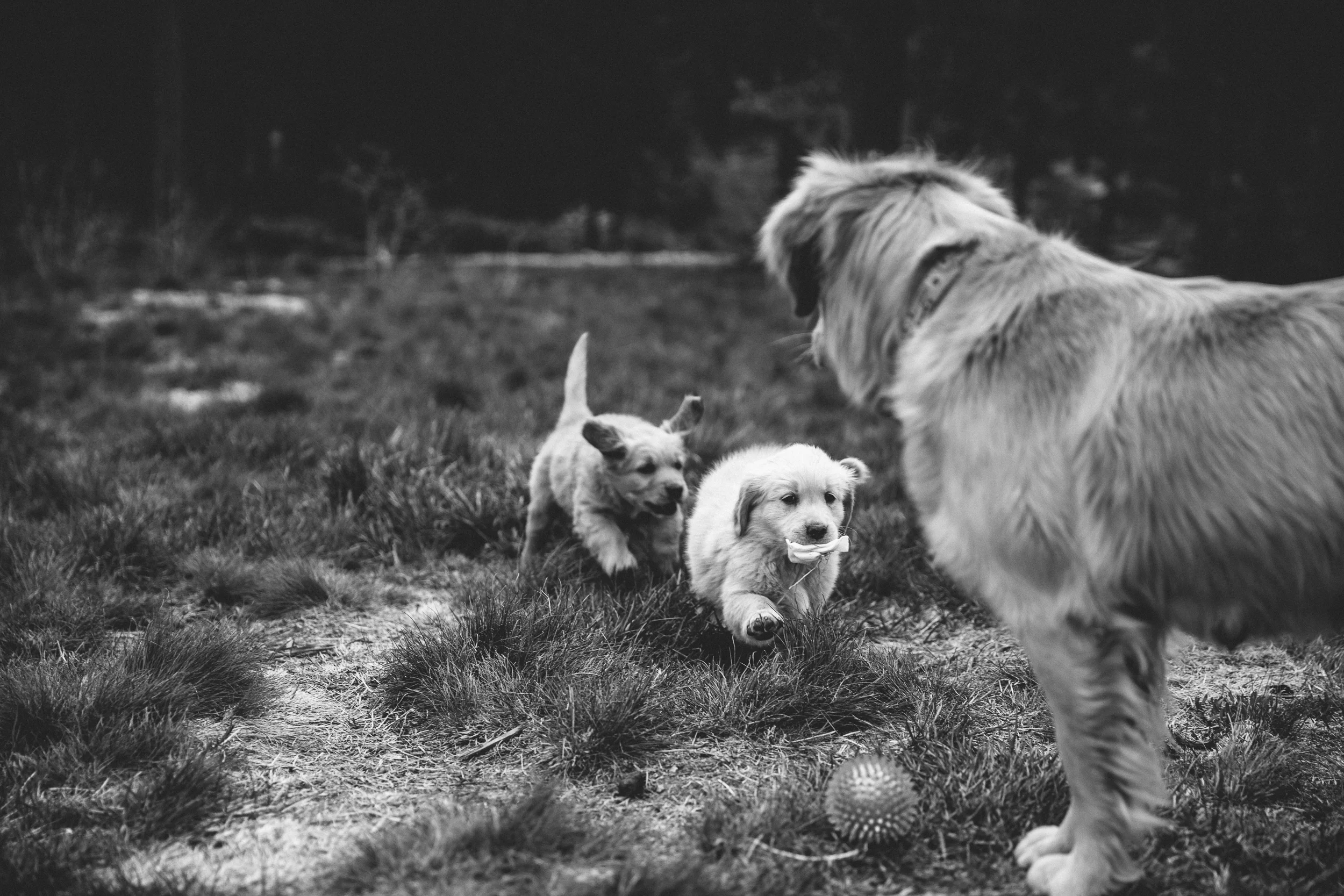 PuppyAttack-283.jpg