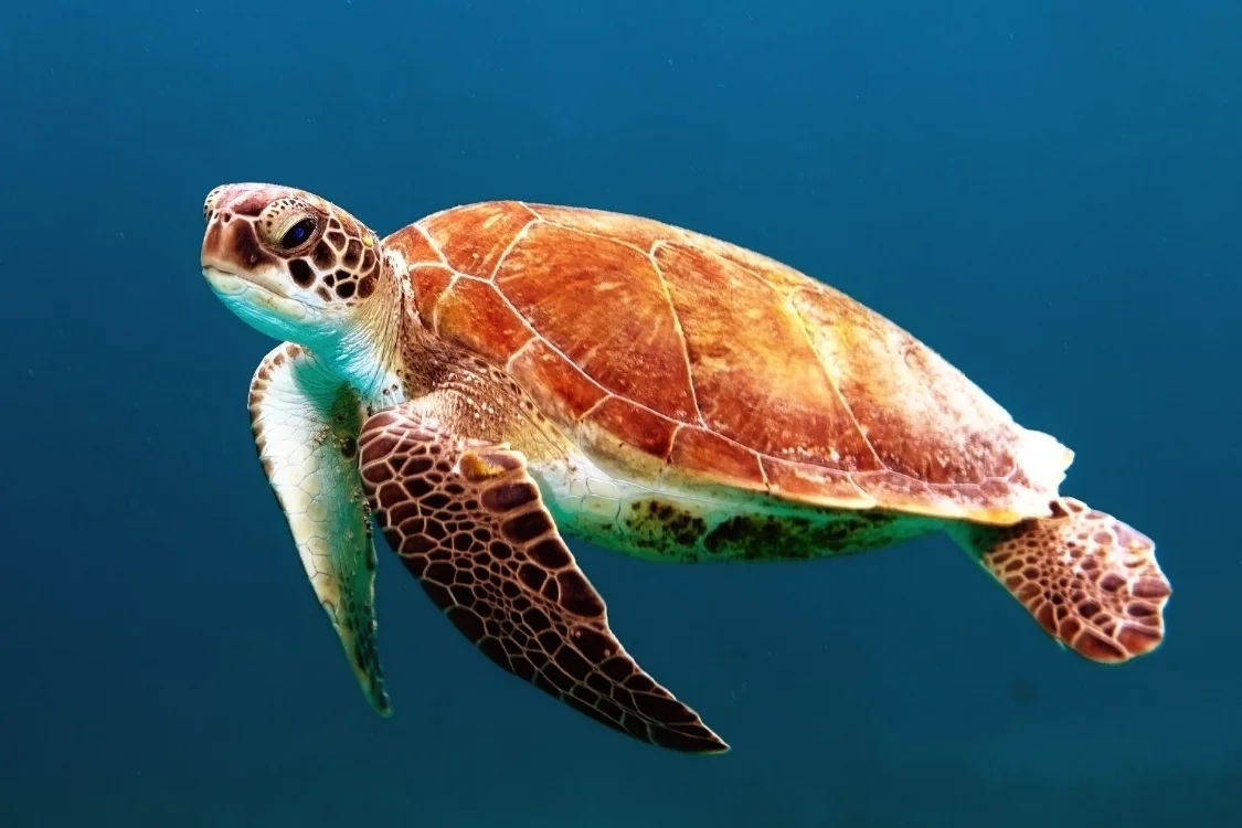embryo-transfer-superstitions-traditions-green-turtles.jpg