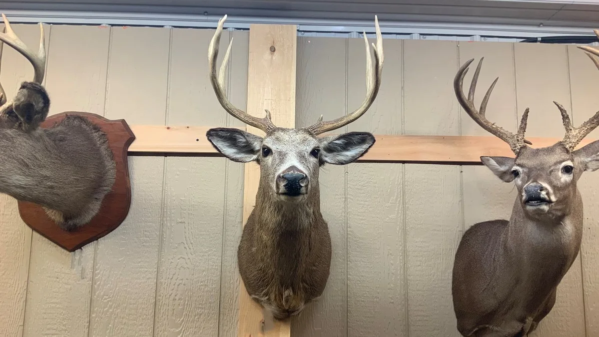 Deer Mount