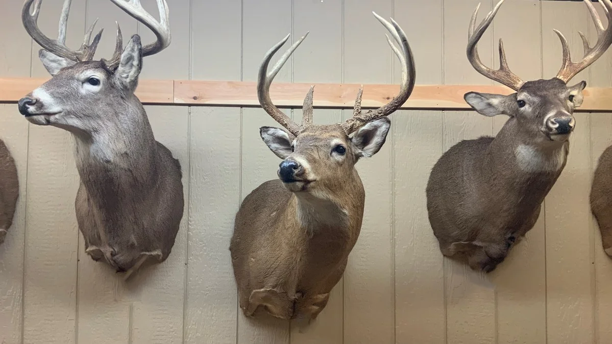 Deer Mount