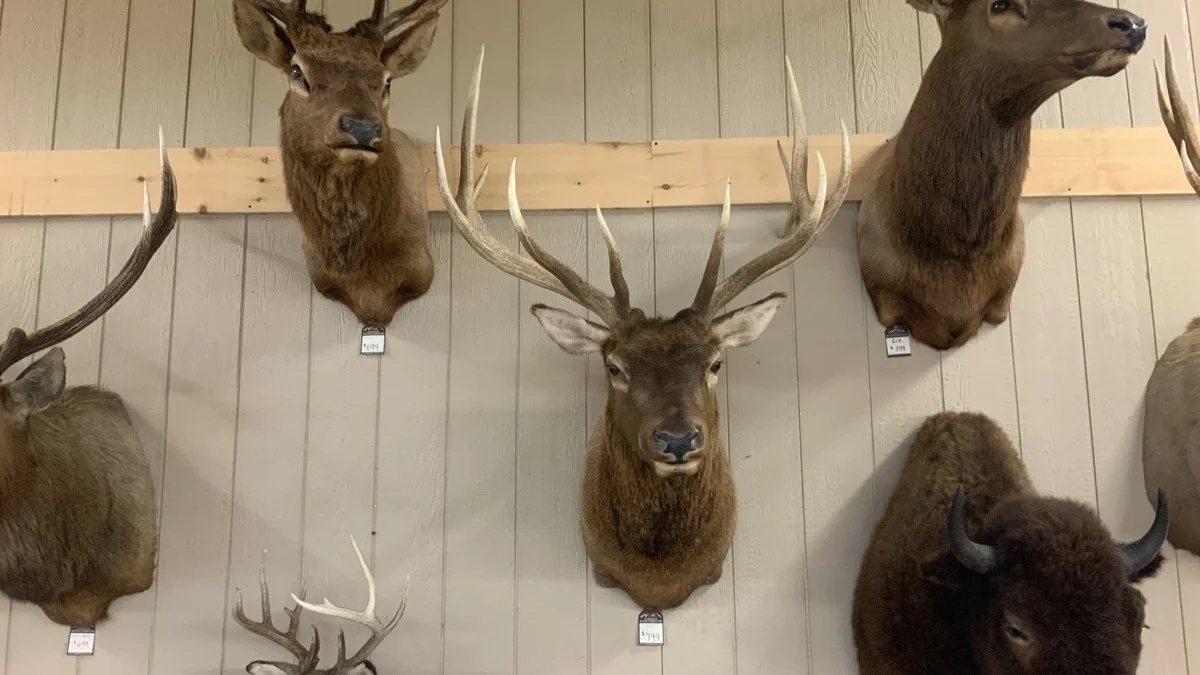 Elk Mount