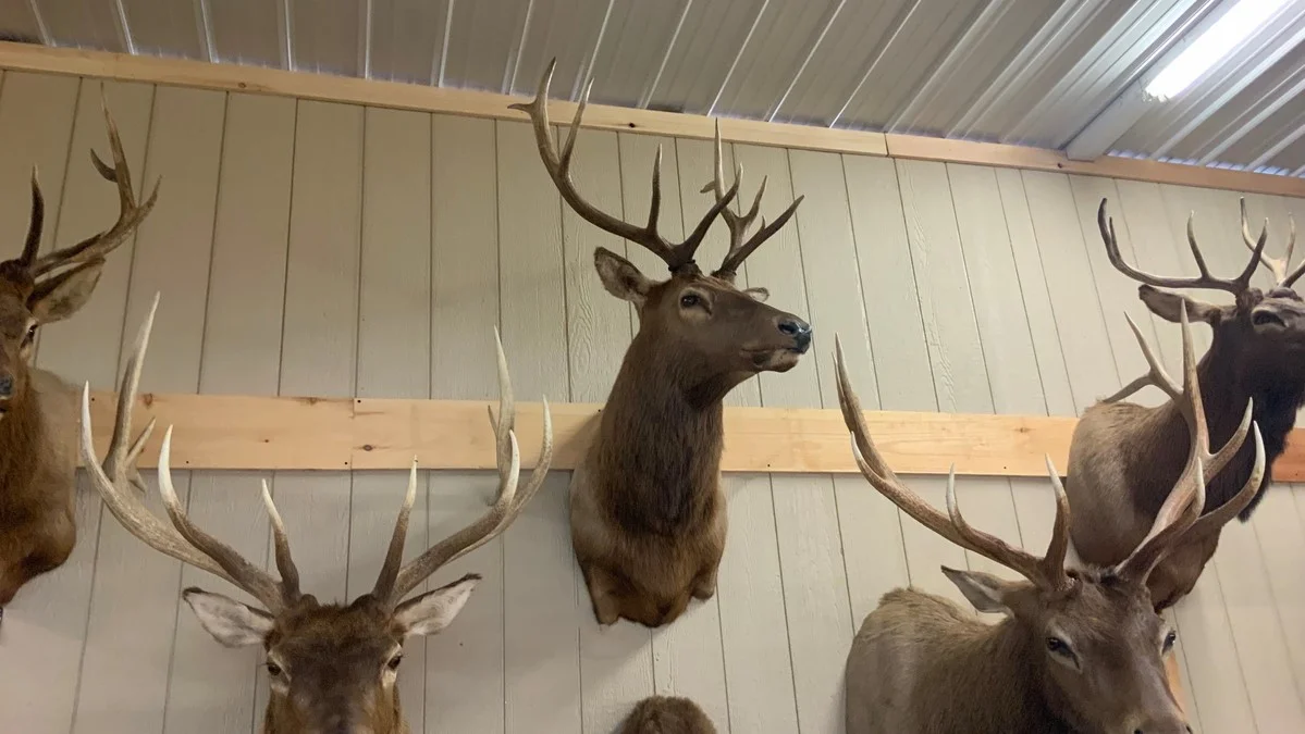 Elk Mount