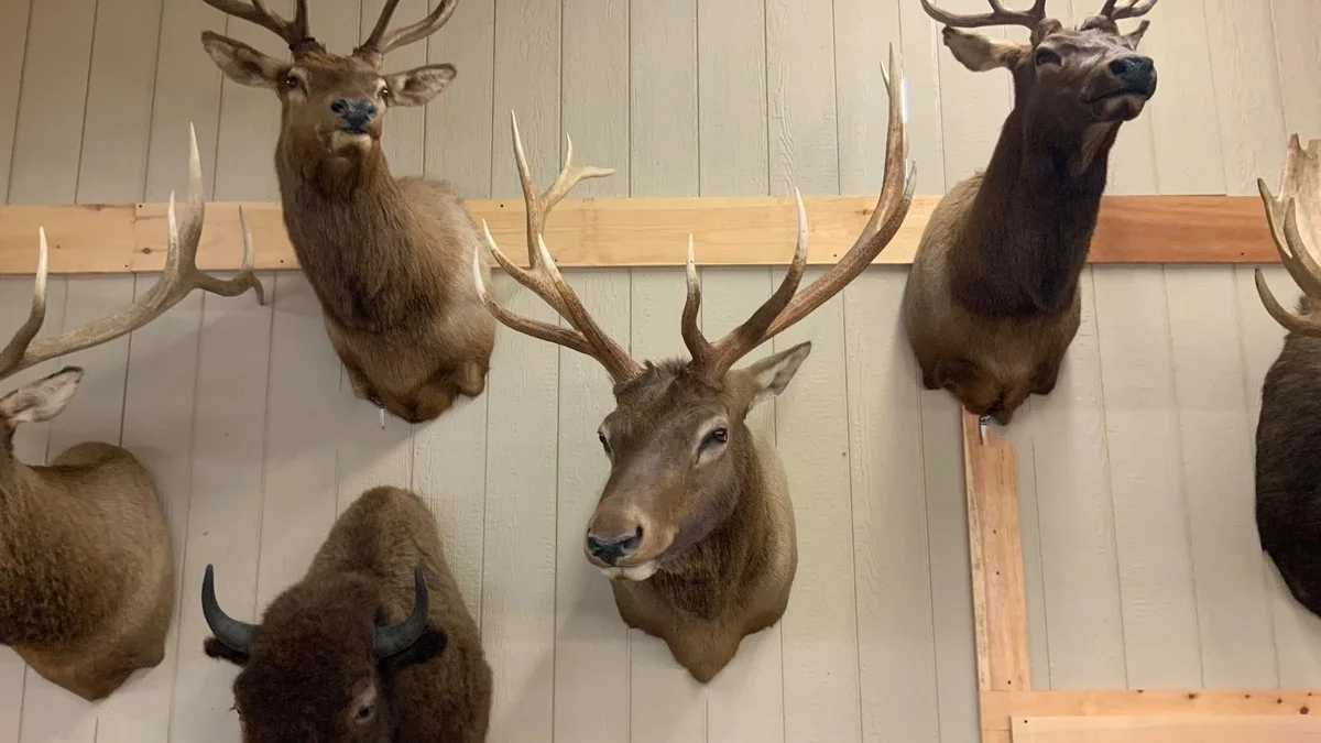 Elk Mount