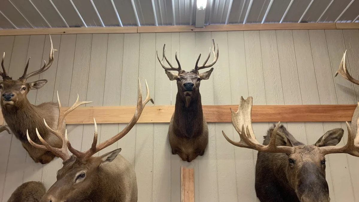 Elk Mount