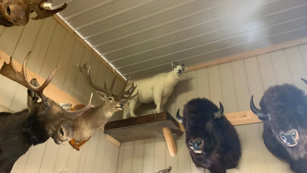 Mountain Goat Mount