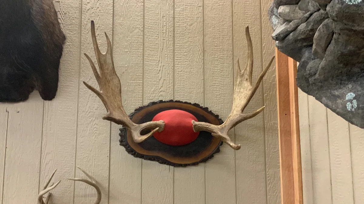 Moose Antlers