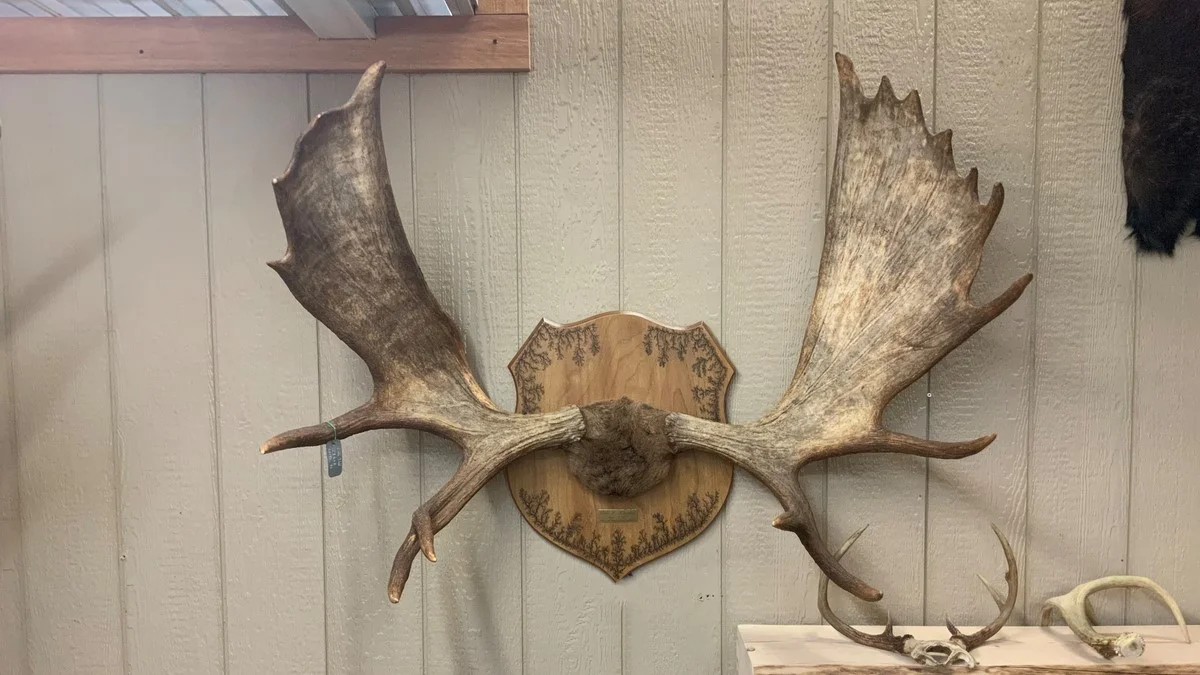 Moose Antlers