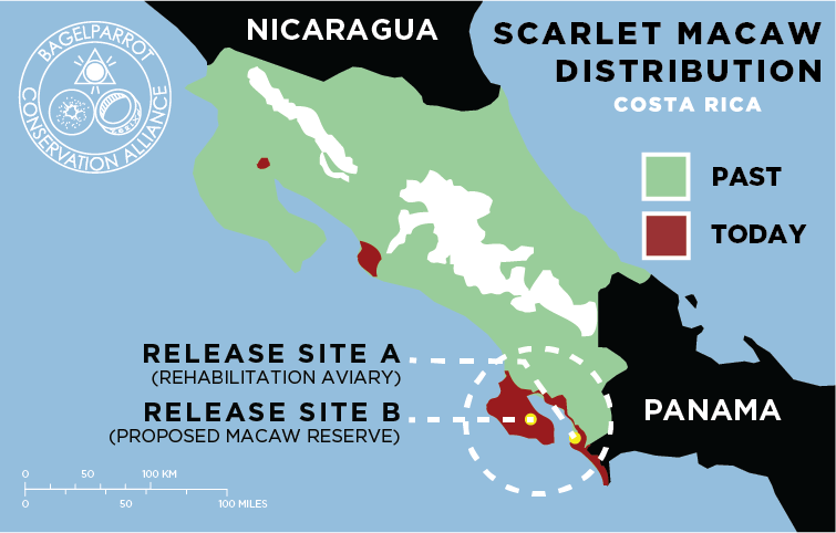 scarletmacaw_map.png