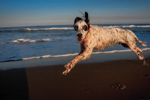 USA. Nags Head, North Carolina. 2008. Beach dog runs.
