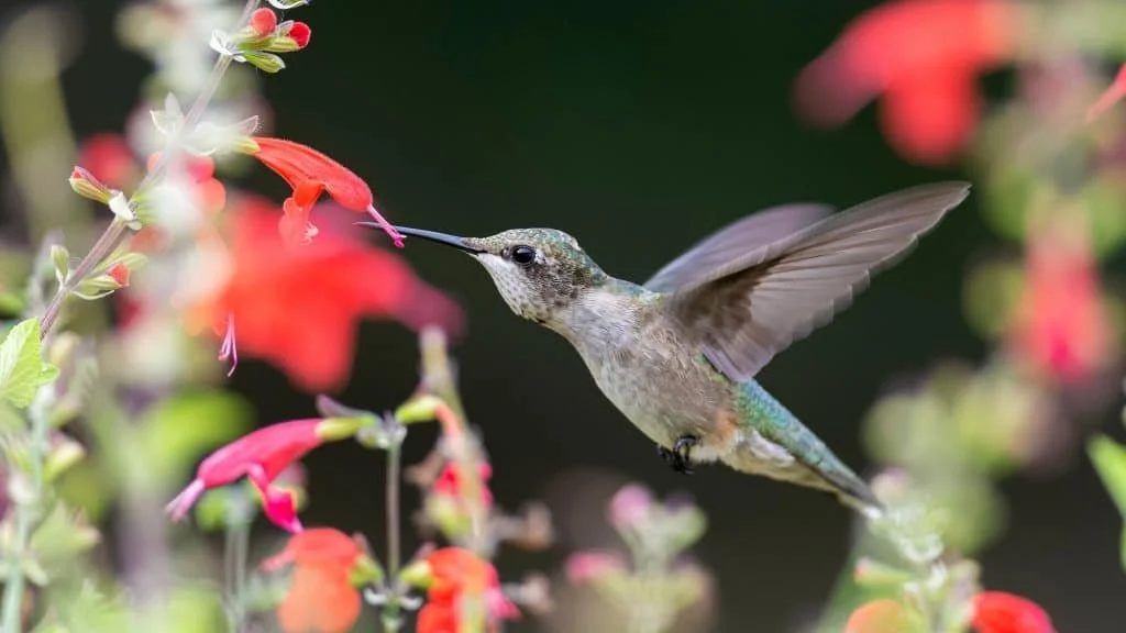 NOWOŚĆ! Kurs Uważnego Samo-Współczucia | Mindful Self-Compassion MSC