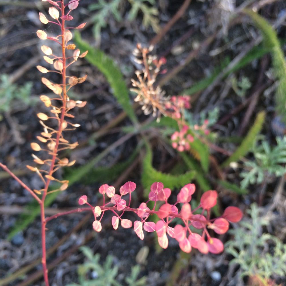 plants at the beach.jpg