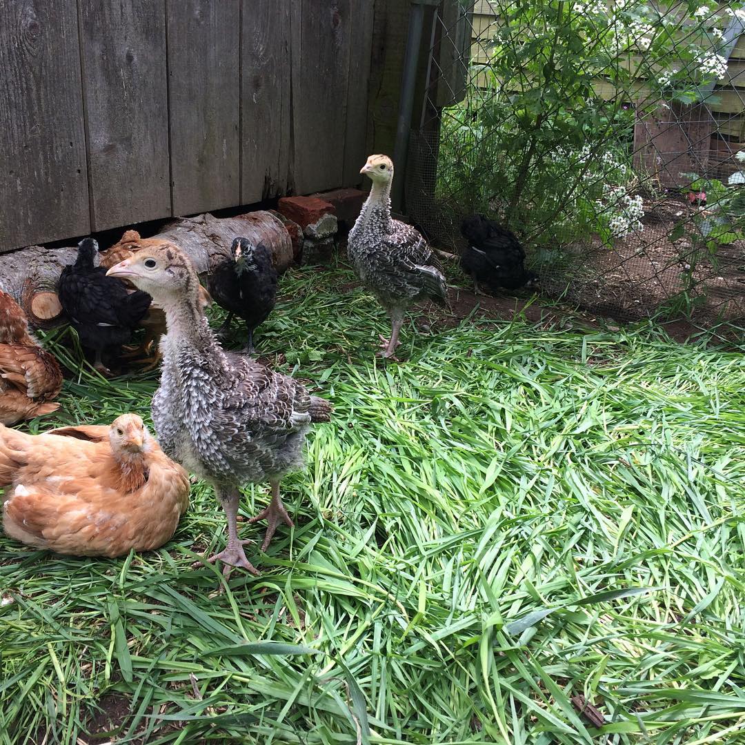 young chickens at plum nelli washington.jpg