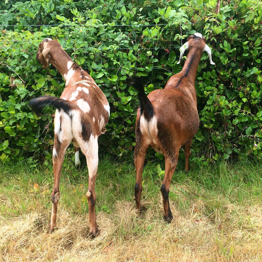 bert and ollie goats eating blackberries at plum nelli washington farm.jpg