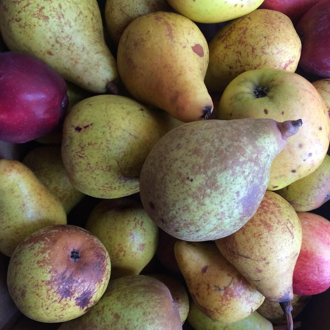 apple and pear season at plum nelli washington.jpg