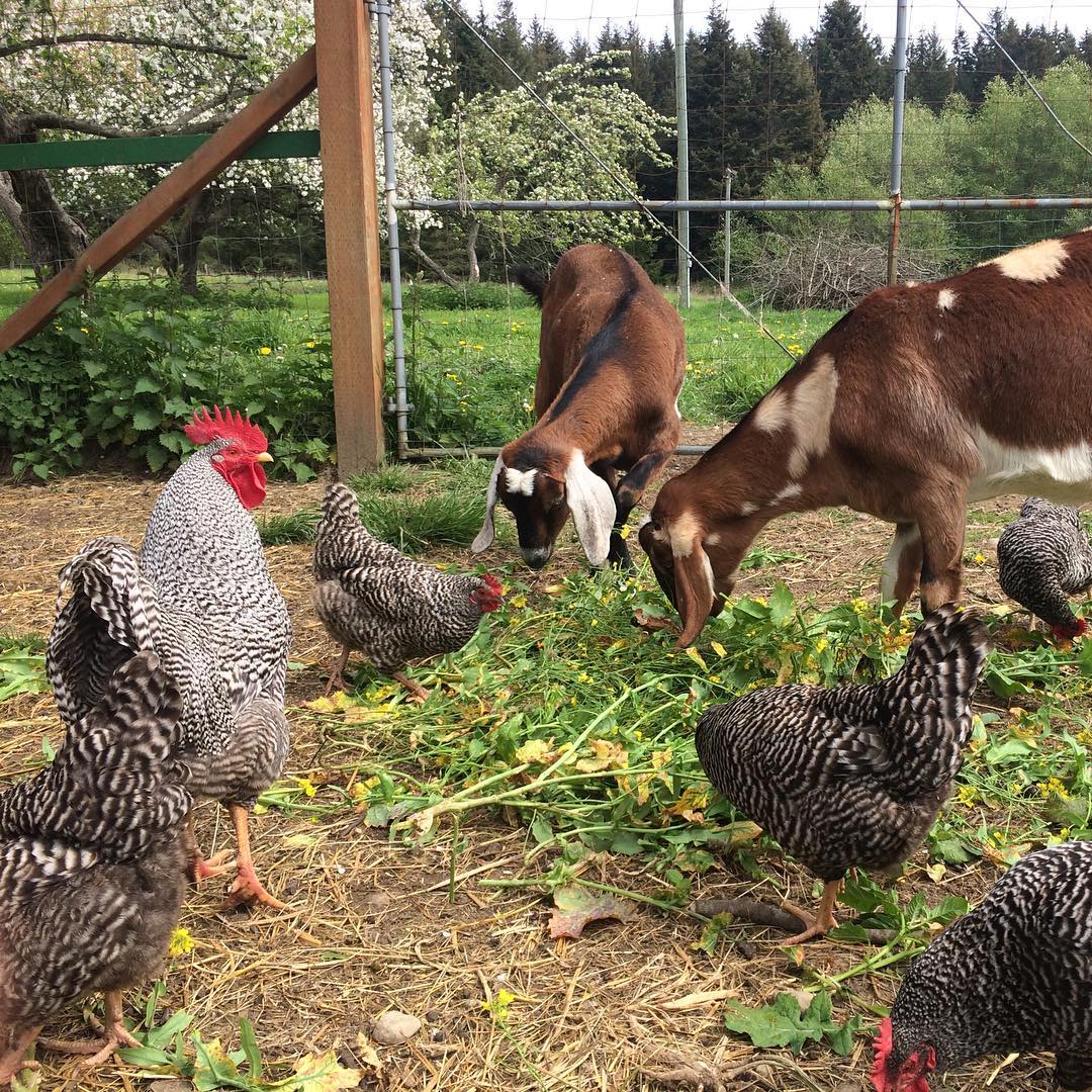 chickens and goats at plum nelli washington.jpg