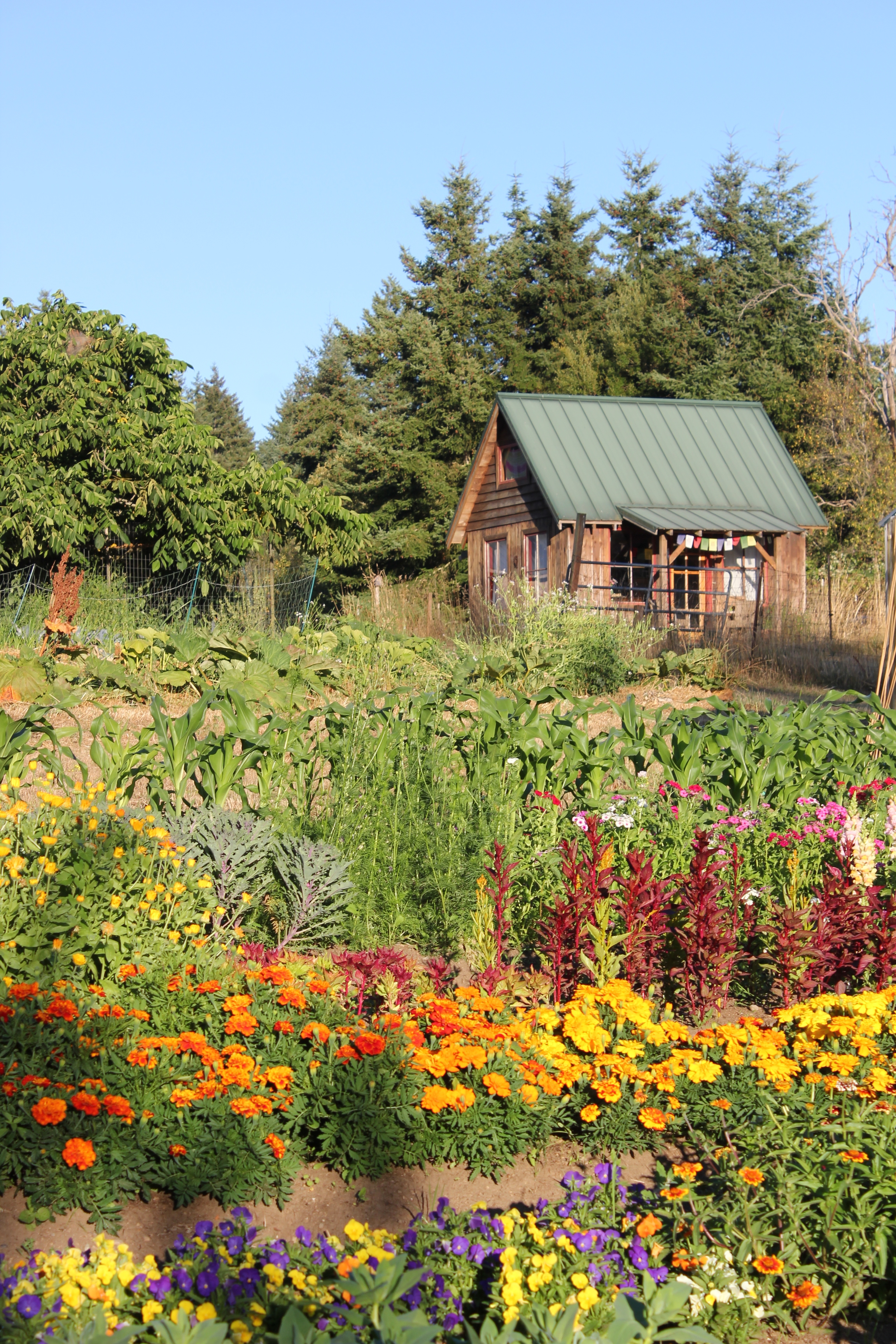 bungalow cabin and flowers and pac nw homestead plum nelli.JPG