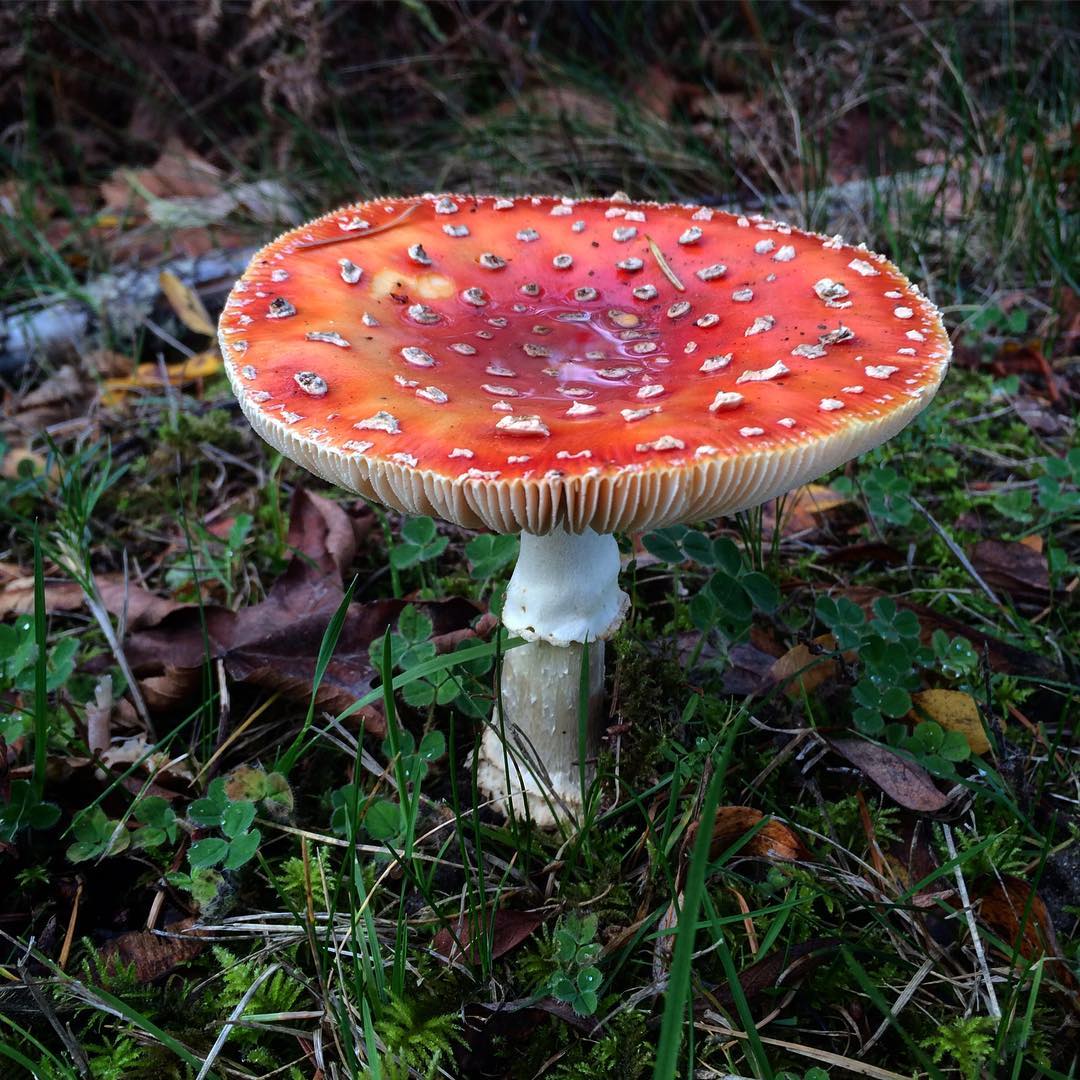 wild mushroom in washington walk.jpg