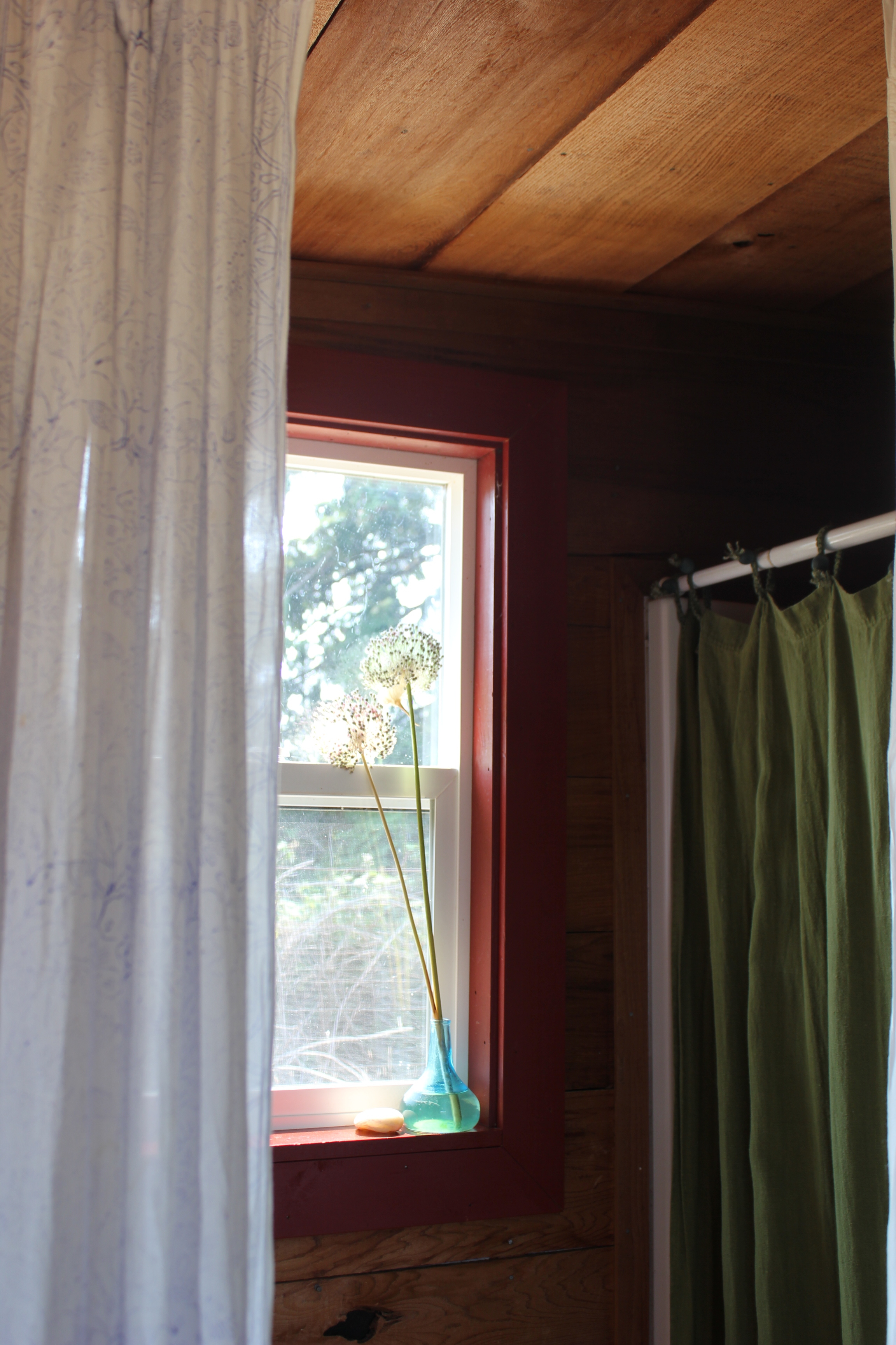 singing frog cabin garlic alium flower in window light.JPG