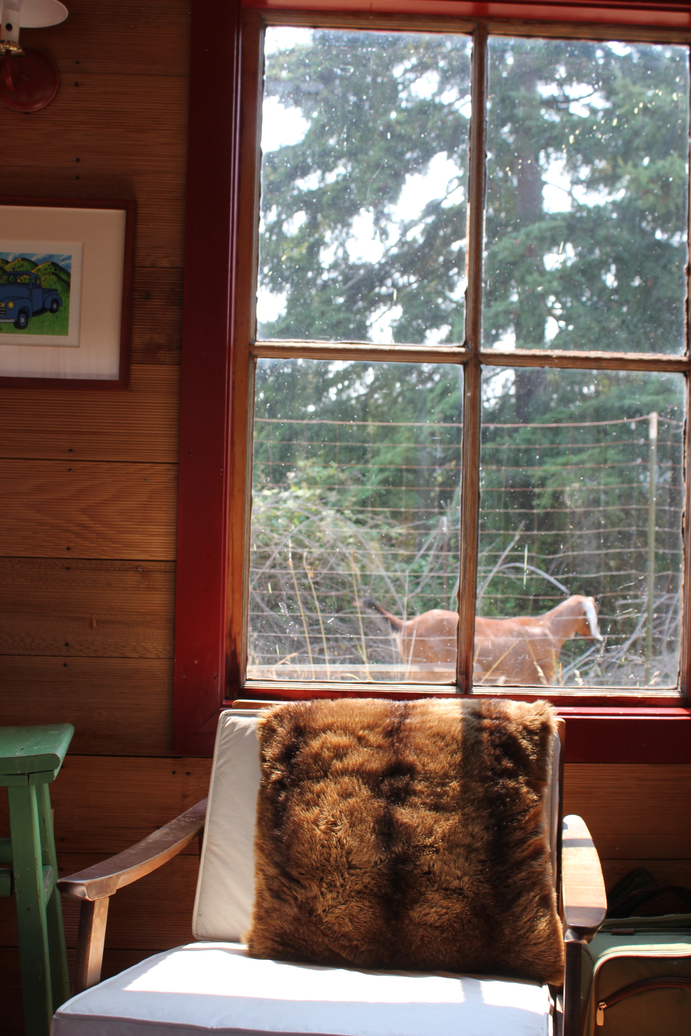 singing frog cabin goat outside the farm window.JPG
