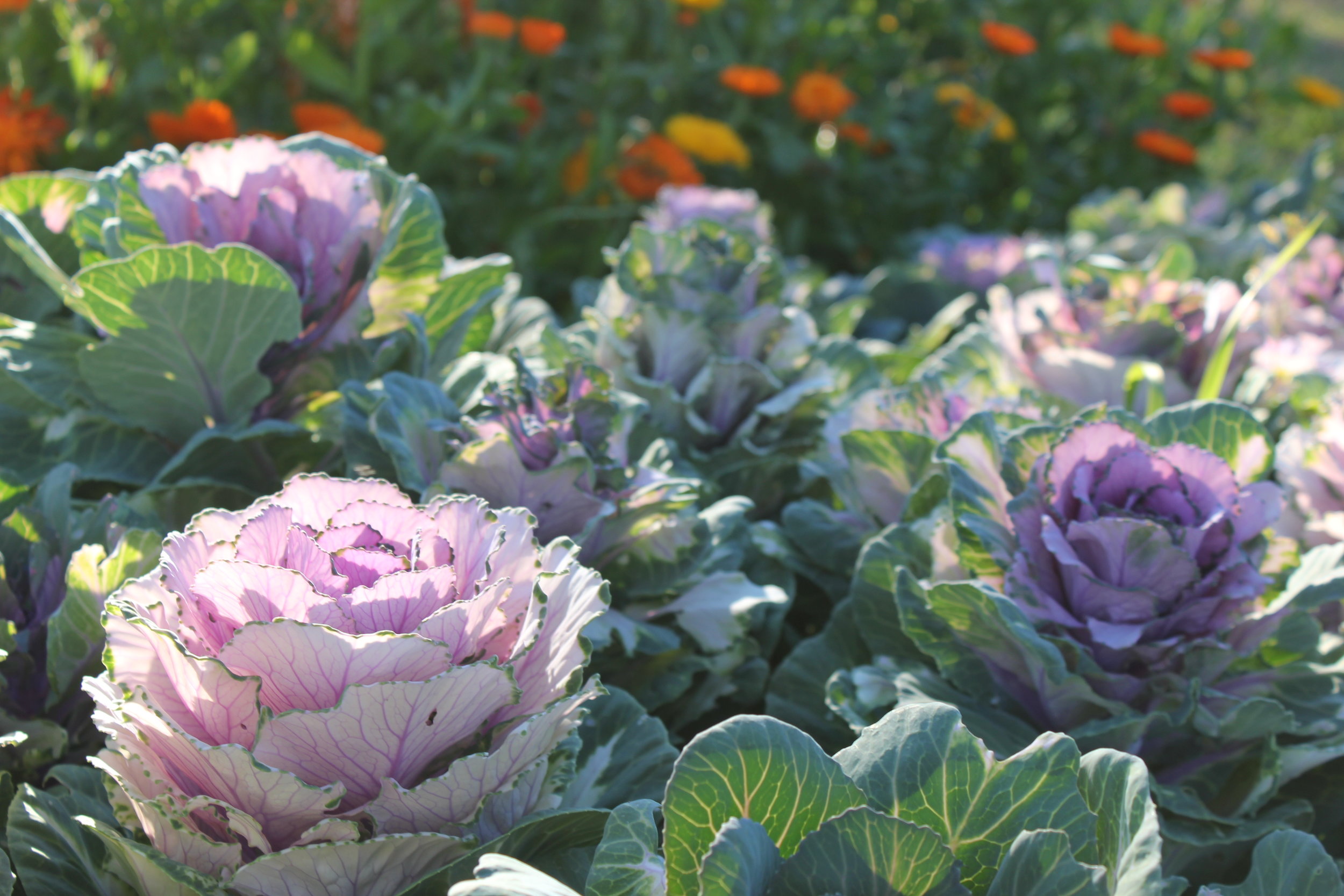 purple cabbage heads at plum nelli homestead permaculture farm.JPG