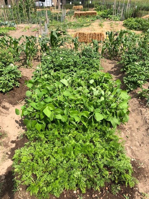 CommunityGardens_11.jpeg