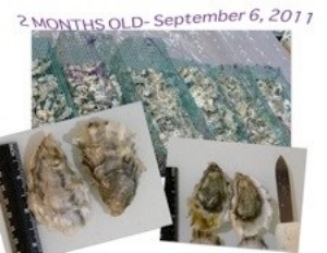 Oyster Gardening.jpg