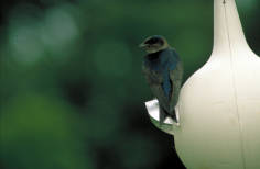 Purple_martin.jpg