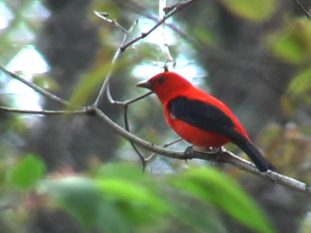 Scarlet Tanager