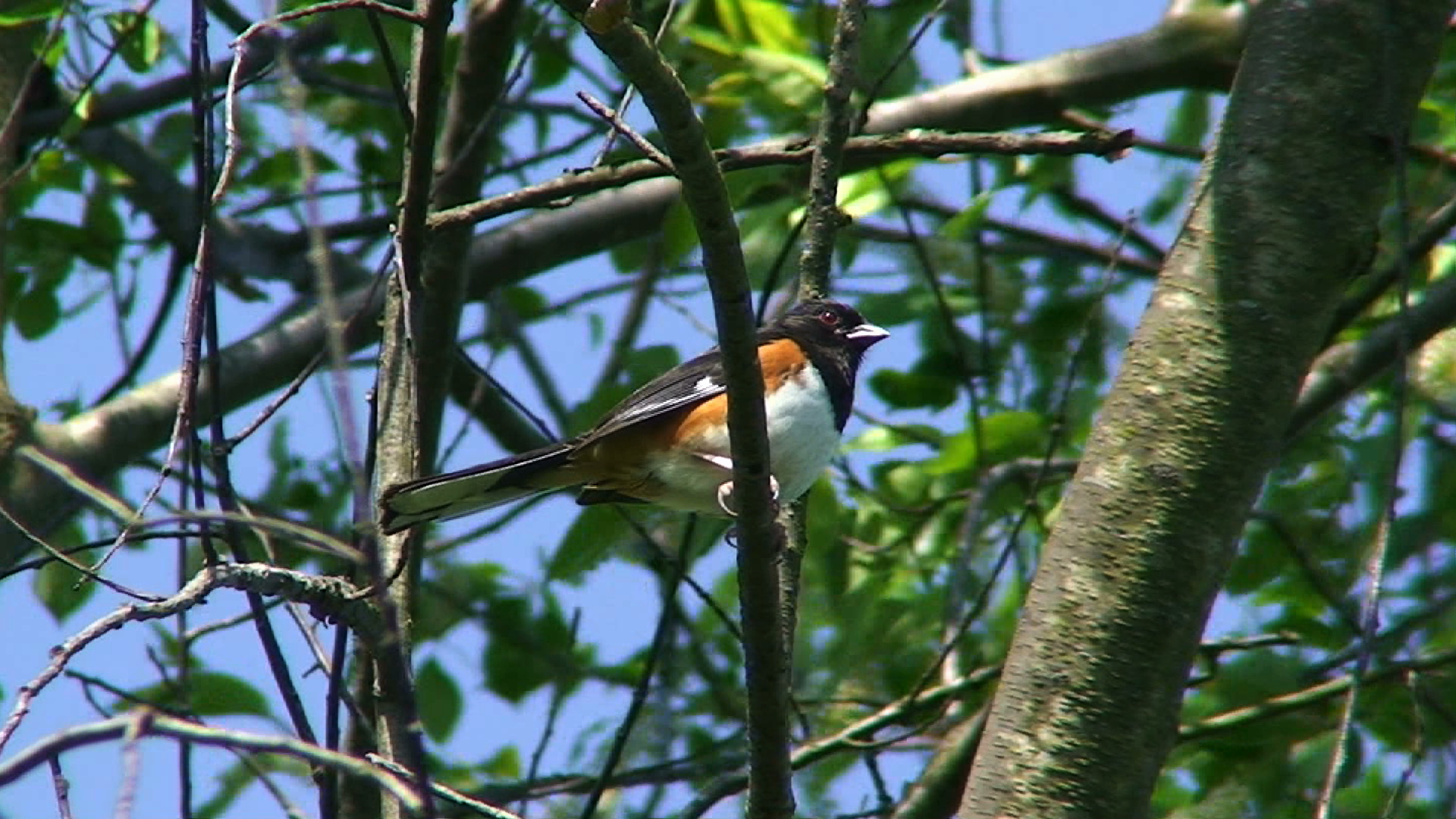 Eastern Towhee