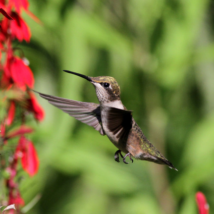 Ruby-throated hummingbird