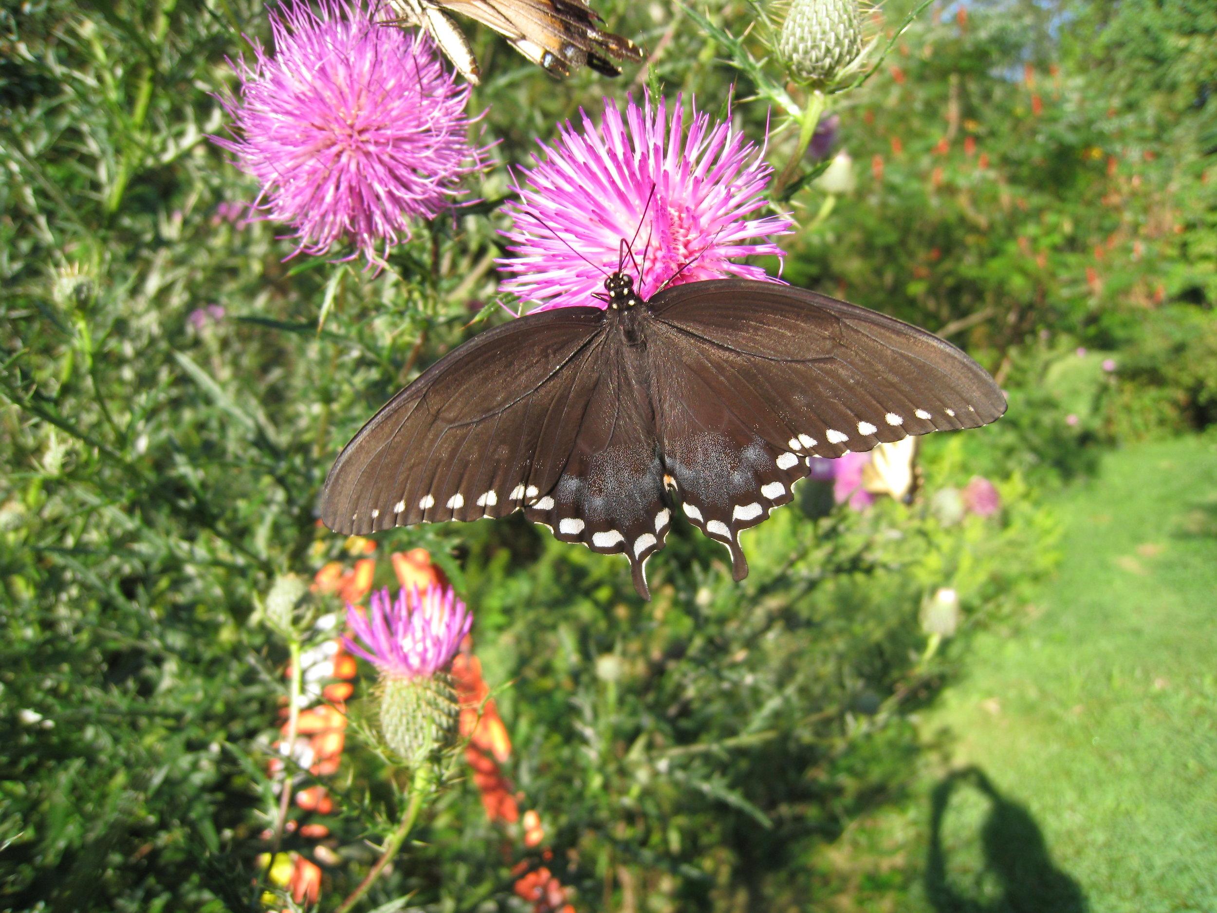 Spicebush Swallowtail - female - dorsal - 3.JPG