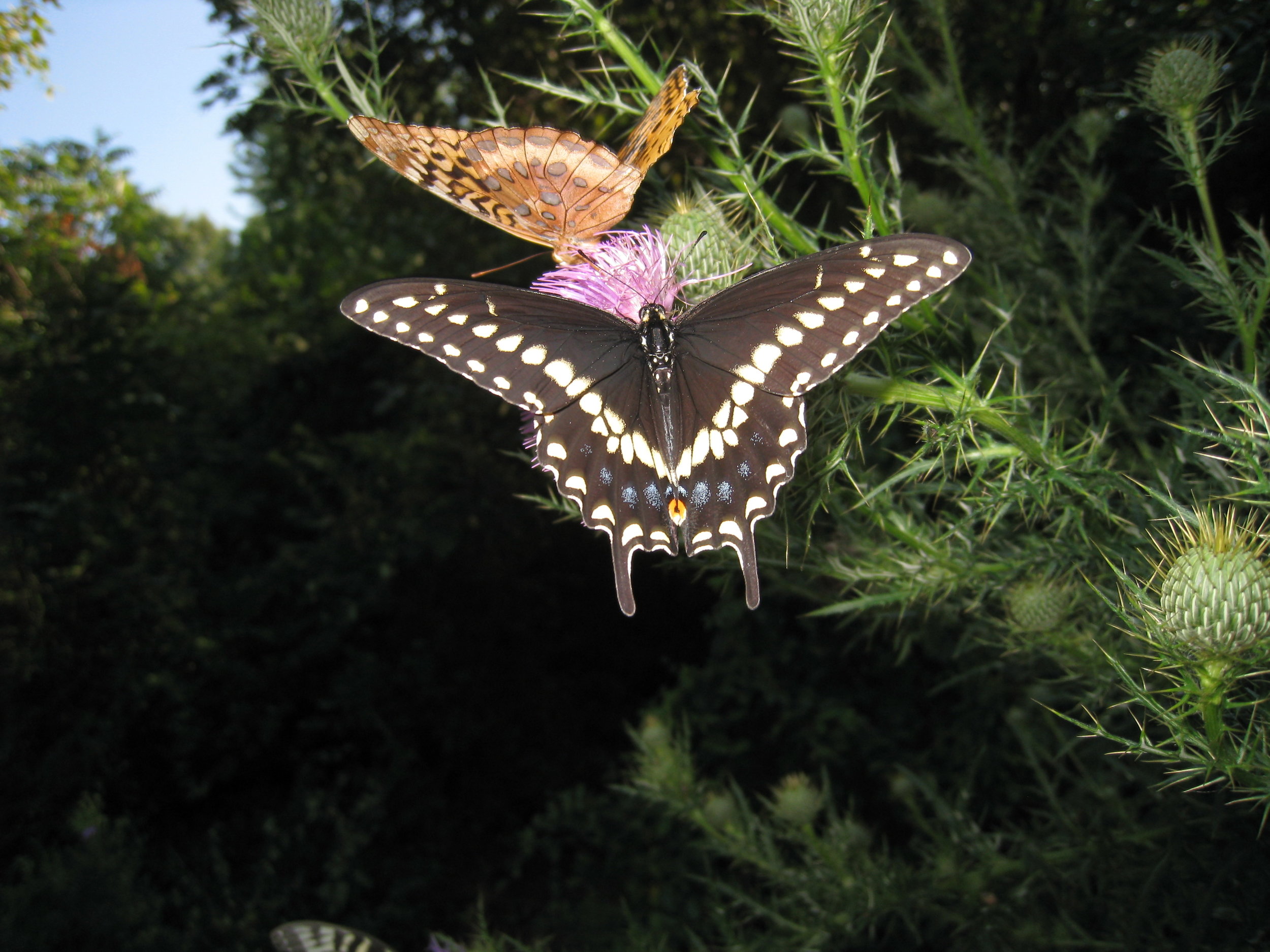 Black Swallowtail - male - dorsal - 2.JPG